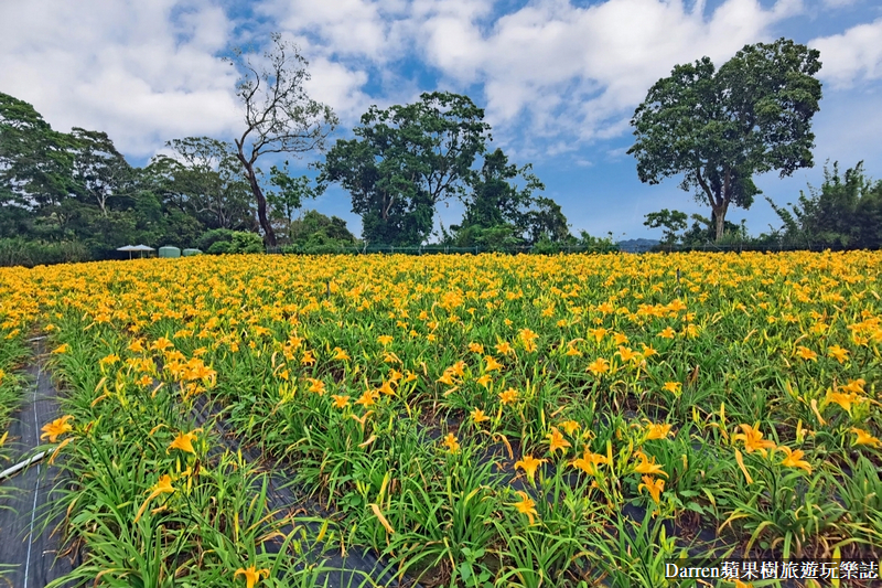 桃園大溪金針花海|百吉休閒農場/不用跑花東桃園就有10萬株金針花海(地點交通開放時間)