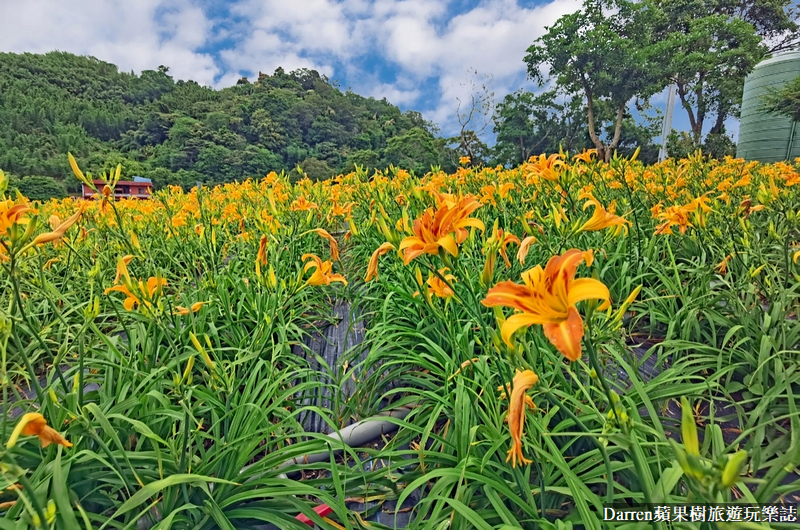 桃園大溪金針花海|百吉休閒農場/不用跑花東桃園就有10萬株金針花海(地點交通開放時間)