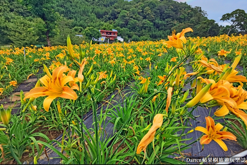 桃園大溪金針花海|百吉休閒農場/不用跑花東桃園就有10萬株金針花海(地點交通開放時間)