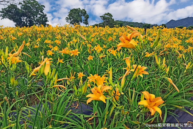 桃園大溪金針花海|百吉休閒農場/不用跑花東桃園就有10萬株金針花海(地點交通開放時間)