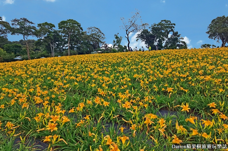 桃園大溪金針花海|百吉休閒農場/不用跑花東桃園就有10萬株金針花海(地點交通開放時間)