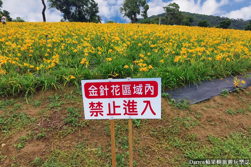 桃園大溪金針花海|百吉休閒農場/不用跑花東桃園就有10萬株金針花海(地點交通開放時間)