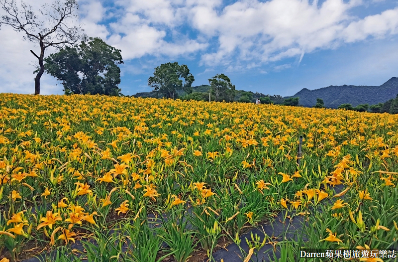 桃園大溪金針花海|百吉休閒農場/不用跑花東桃園就有10萬株金針花海(地點交通開放時間)