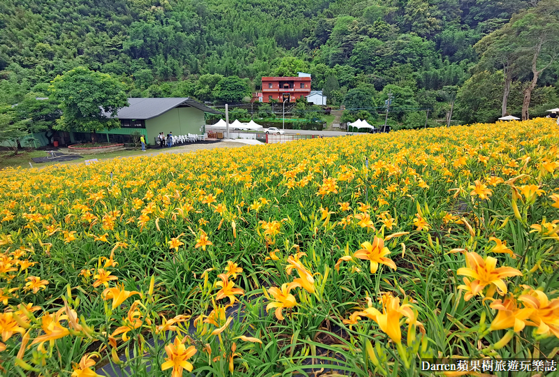 桃園大溪金針花海|百吉休閒農場/不用跑花東桃園就有10萬株金針花海(地點交通開放時間)