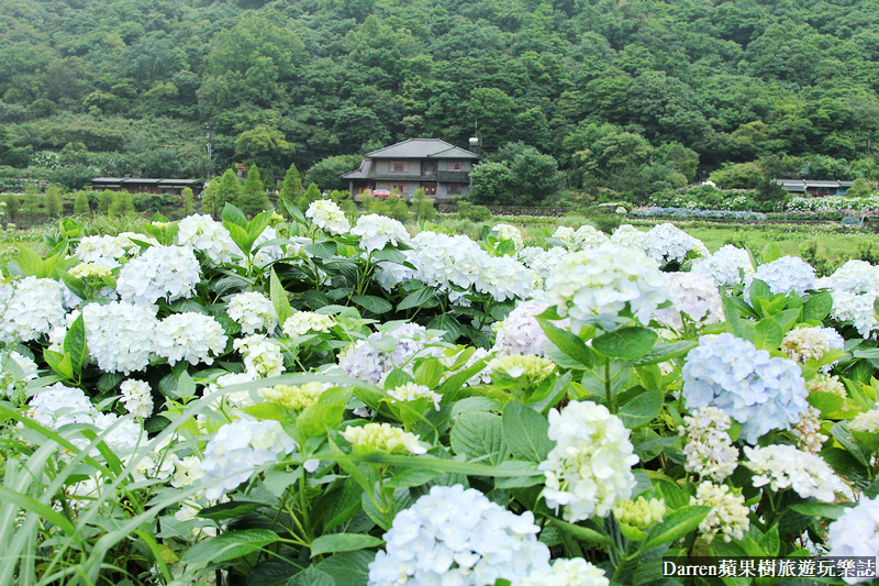 2022竹子湖繡球花季|臺北大縱走縱走之戀頂湖海芋步道看繡球花花海遊程(交通)