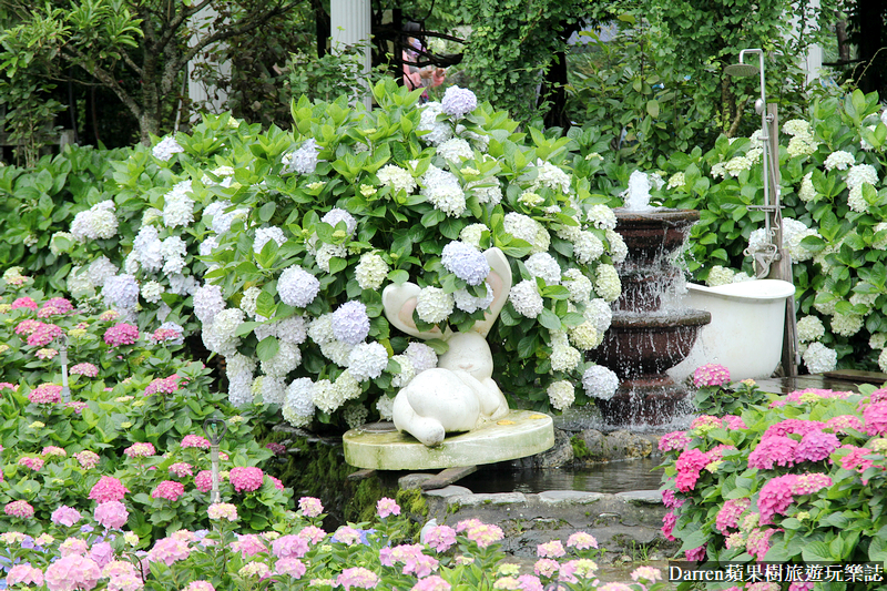 2022竹子湖繡球花季|臺北大縱走縱走之戀頂湖海芋步道看繡球花花海遊程(交通)