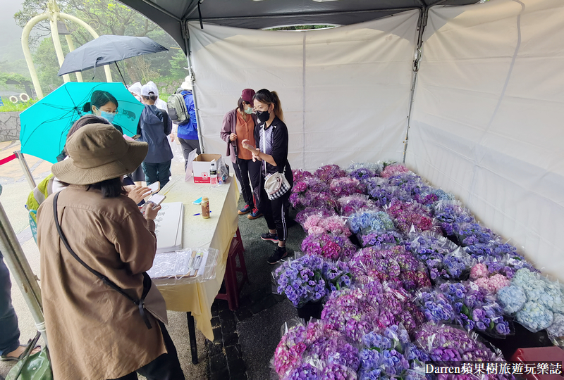 2022竹子湖繡球花季|臺北大縱走縱走之戀頂湖海芋步道看繡球花花海遊程(交通)