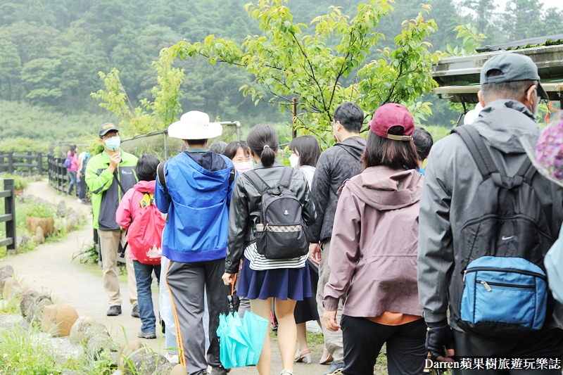 2022竹子湖繡球花季|臺北大縱走縱走之戀頂湖海芋步道看繡球花花海遊程(交通)