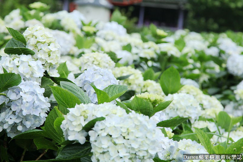 2022竹子湖繡球花季|臺北大縱走縱走之戀頂湖海芋步道看繡球花花海遊程(交通)