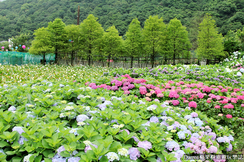2022竹子湖繡球花季|臺北大縱走縱走之戀頂湖海芋步道看繡球花花海遊程(交通)