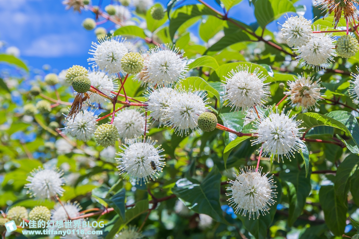 [宜蘭旅遊]冬山河休閒農業區特色活動輕旅行/三奇美徑彩繪稻田、五十二甲溼地夜賞穗花、餵鴨做鹹蛋DIY、單車遊舊河道