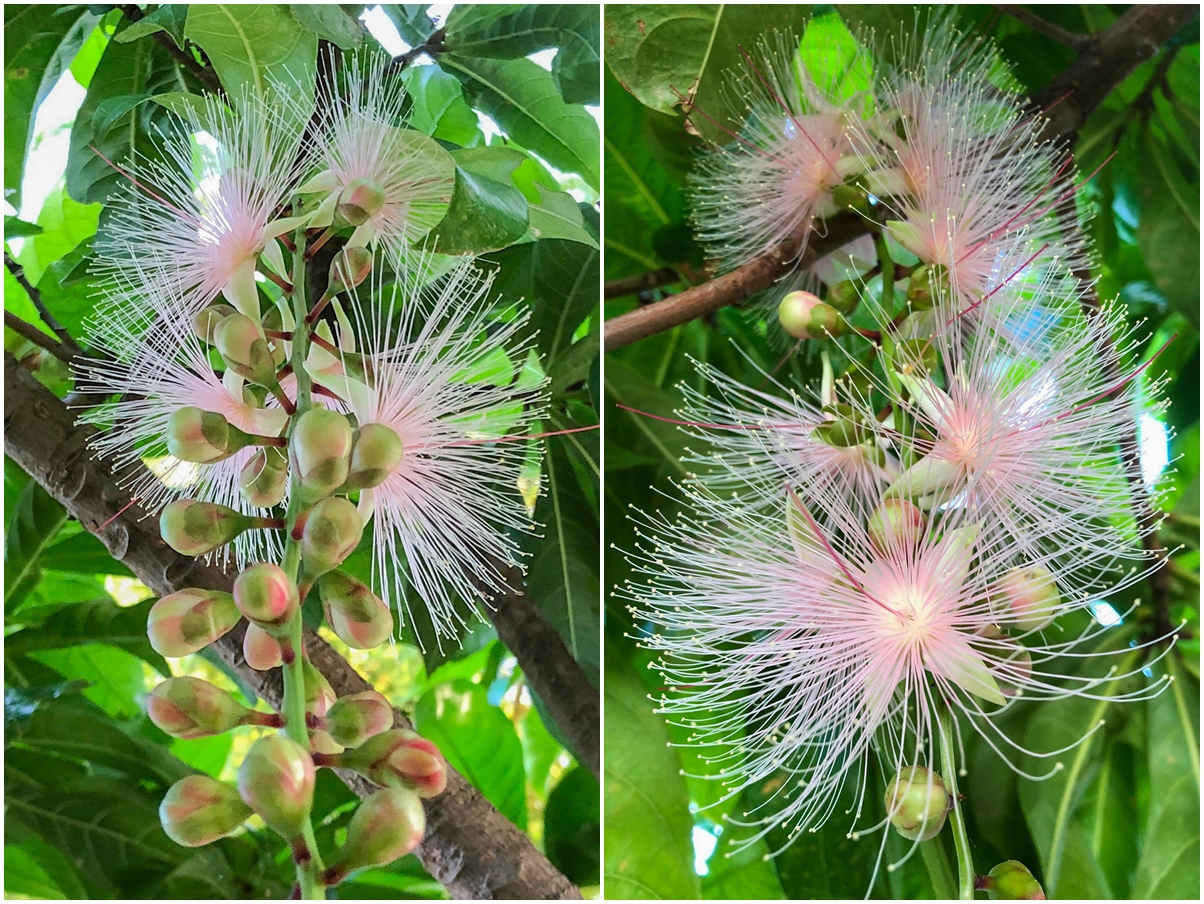 [宜蘭旅遊]冬山河休閒農業區特色活動輕旅行/三奇美徑彩繪稻田、五十二甲溼地夜賞穗花、餵鴨做鹹蛋DIY、單車遊舊河道