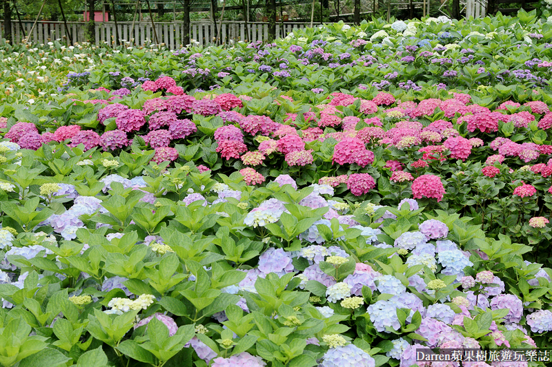 2022竹子湖繡球花季|臺北大縱走縱走之戀頂湖海芋步道看繡球花花海遊程(交通)