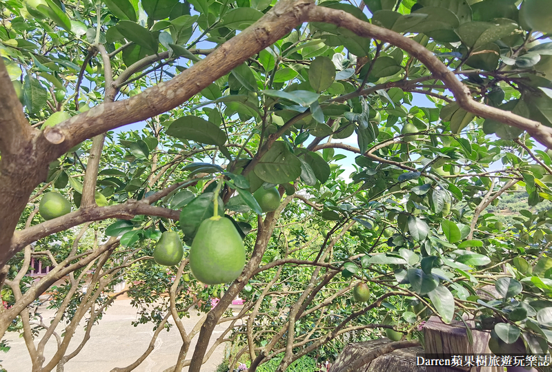 新北八里|桃樂絲柚香農場/北部免門票親子景點/八里親子餐廳(菜單交通)
