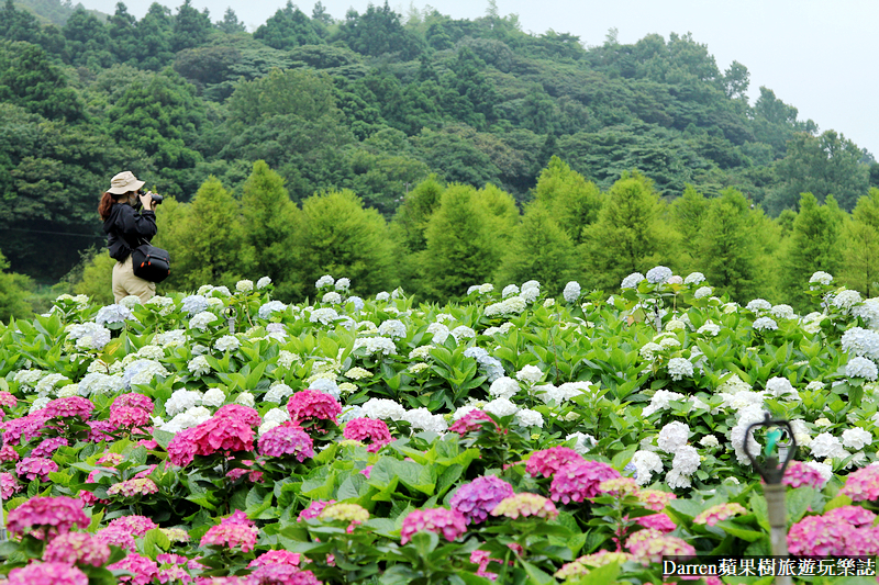 2022竹子湖繡球花季|臺北大縱走縱走之戀頂湖海芋步道看繡球花花海遊程(交通)
