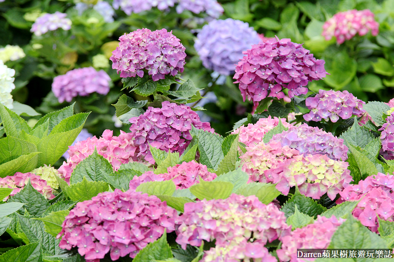 2022竹子湖繡球花季|臺北大縱走縱走之戀頂湖海芋步道看繡球花花海遊程(交通)