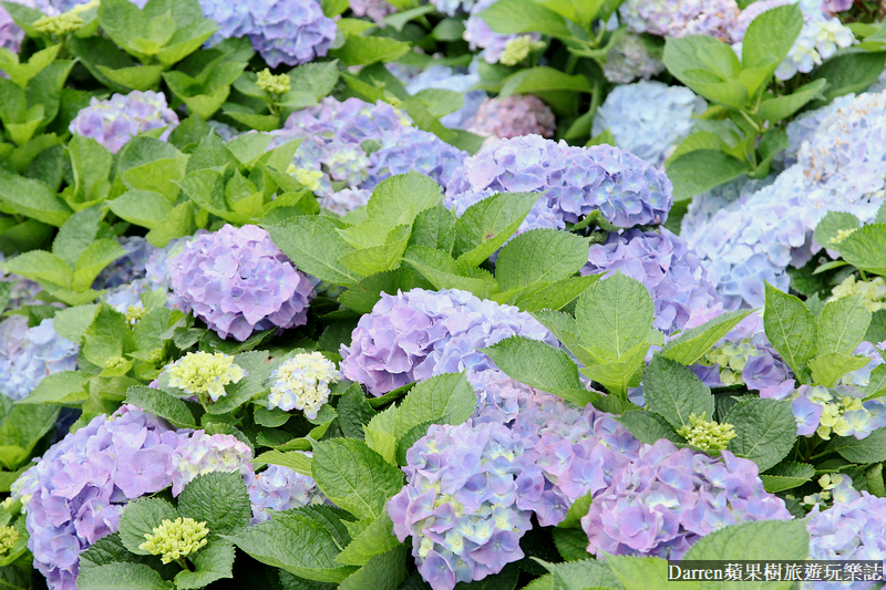 2022竹子湖繡球花季|臺北大縱走縱走之戀頂湖海芋步道看繡球花花海遊程(交通)