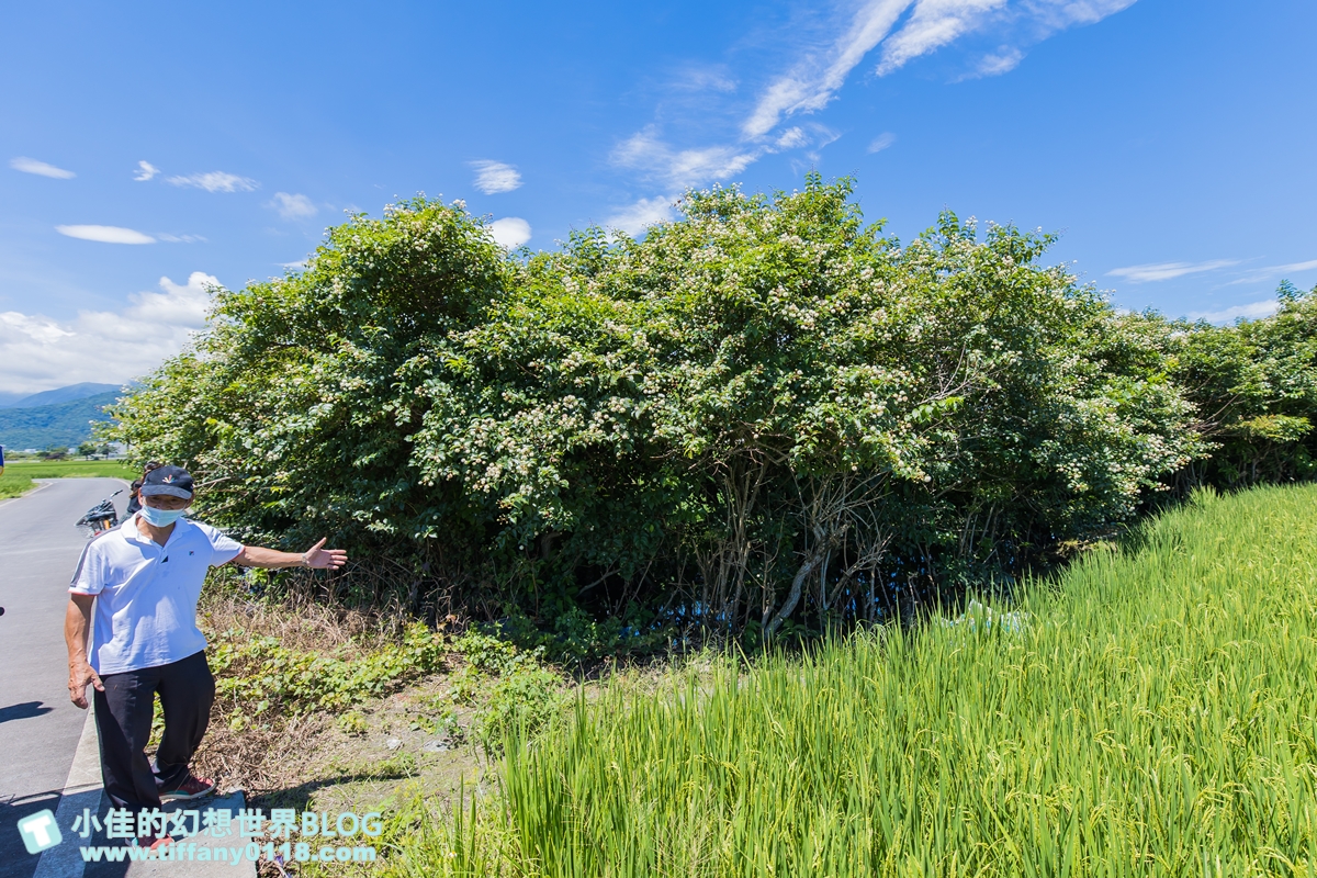 [宜蘭旅遊]冬山河休閒農業區特色活動輕旅行/三奇美徑彩繪稻田、五十二甲溼地夜賞穗花、餵鴨做鹹蛋DIY、單車遊舊河道