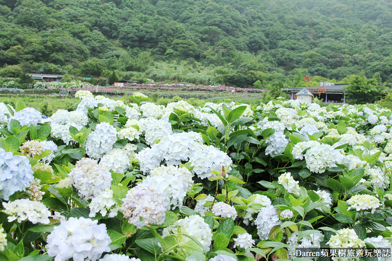 2022竹子湖繡球花季|臺北大縱走縱走之戀頂湖海芋步道看繡球花花海遊程(交通)