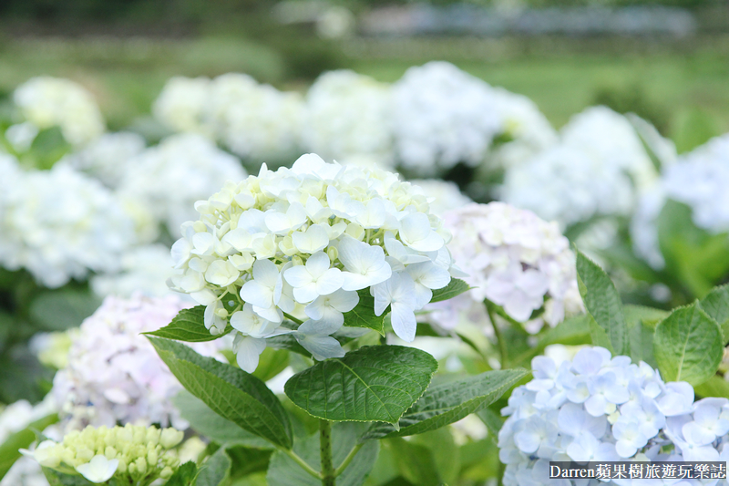 2022竹子湖繡球花季|臺北大縱走縱走之戀頂湖海芋步道看繡球花花海遊程(交通)