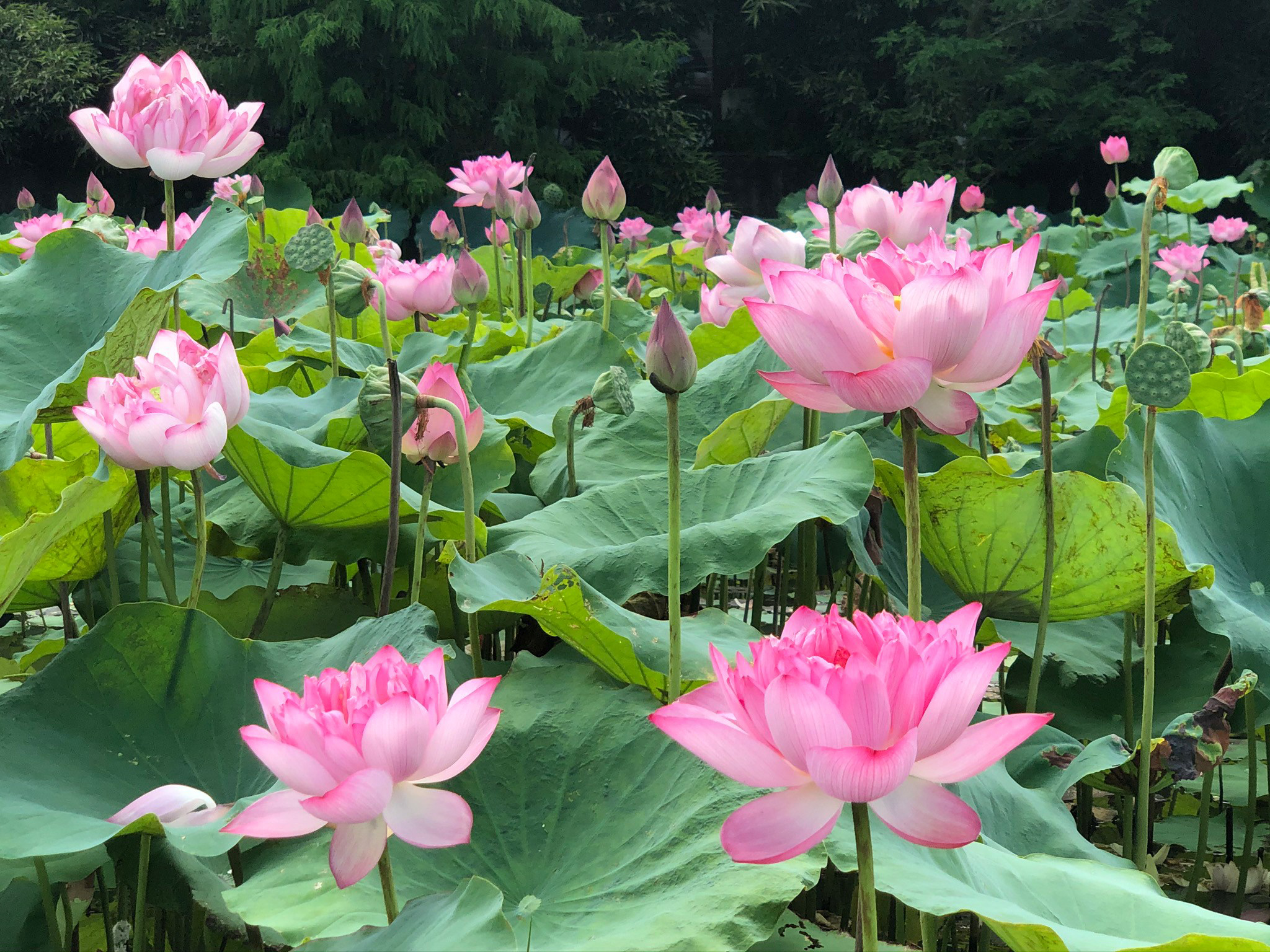 [宜蘭旅遊]冬山河休閒農業區特色活動輕旅行/三奇美徑彩繪稻田、五十二甲溼地夜賞穗花、餵鴨做鹹蛋DIY、單車遊舊河道