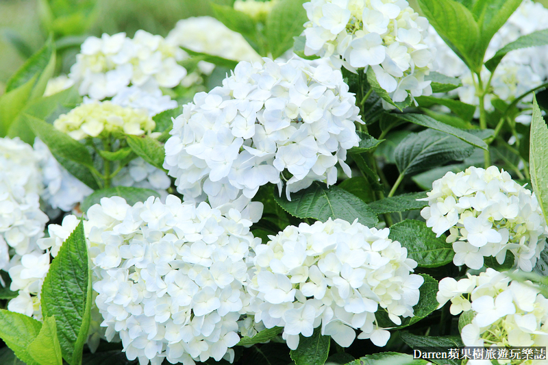 2022竹子湖繡球花季|臺北大縱走縱走之戀頂湖海芋步道看繡球花花海遊程(交通)