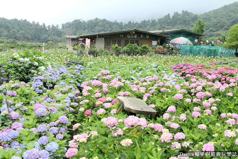2022竹子湖繡球花季|臺北大縱走縱走之戀頂湖海芋步道看繡球花花海遊程(交通)