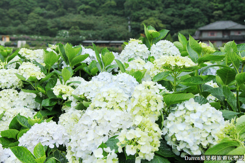 2022竹子湖繡球花季|臺北大縱走縱走之戀頂湖海芋步道看繡球花花海遊程(交通)