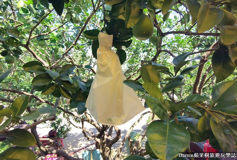 新北八里|桃樂絲柚香農場/北部免門票親子景點/八里親子餐廳(菜單交通)