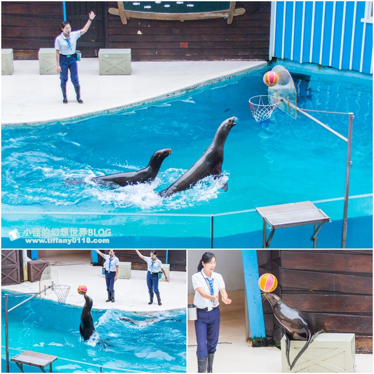 2020花蓮遠雄海洋公園全攻略/必看海豚海獅表演/八大園區+四大主題表演讓你一整天都玩到