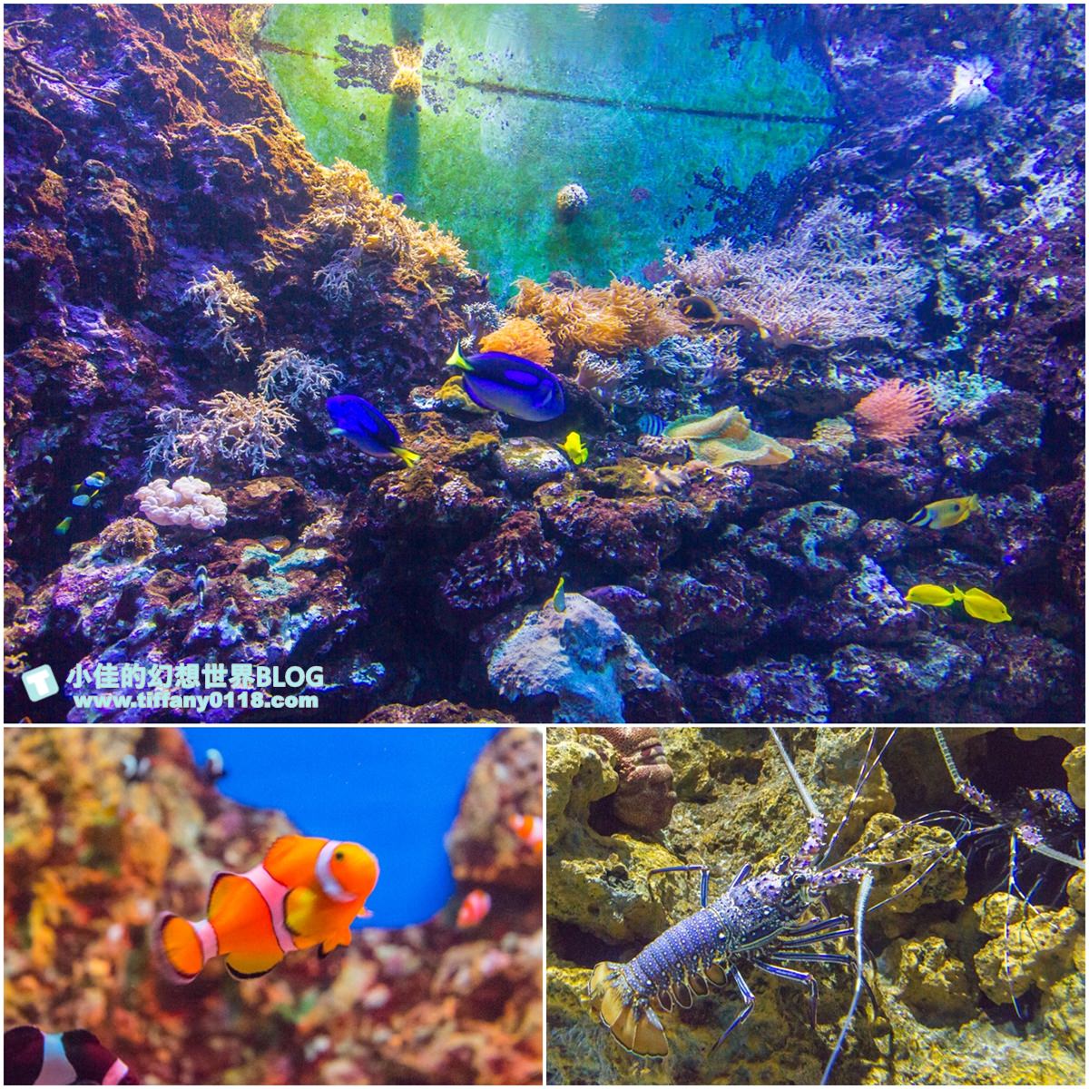 2020花蓮遠雄海洋公園全攻略/必看海豚海獅表演/八大園區+四大主題表演讓你一整天都玩到