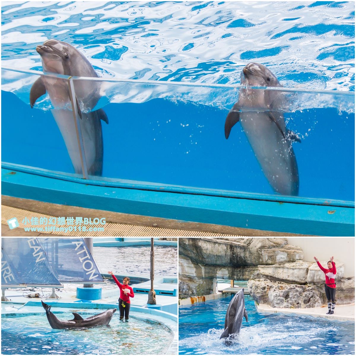 2020花蓮遠雄海洋公園全攻略/必看海豚海獅表演/八大園區+四大主題表演讓你一整天都玩到