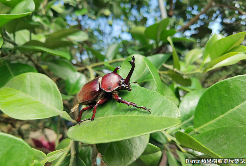 新北八里|桃樂絲柚香農場/北部免門票親子景點/八里親子餐廳(菜單交通)