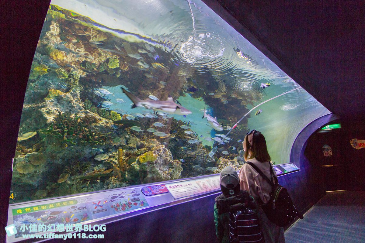 2020花蓮遠雄海洋公園全攻略/必看海豚海獅表演/八大園區+四大主題表演讓你一整天都玩到