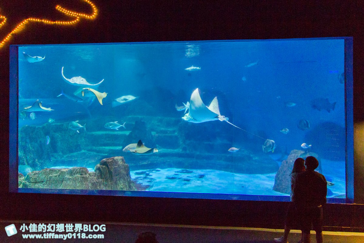 2020花蓮遠雄海洋公園全攻略/必看海豚海獅表演/八大園區+四大主題表演讓你一整天都玩到