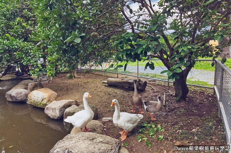 桃園景點|蘇家莊園/免門票好停車日式庭園造景萬坪動物莊園(菜單)