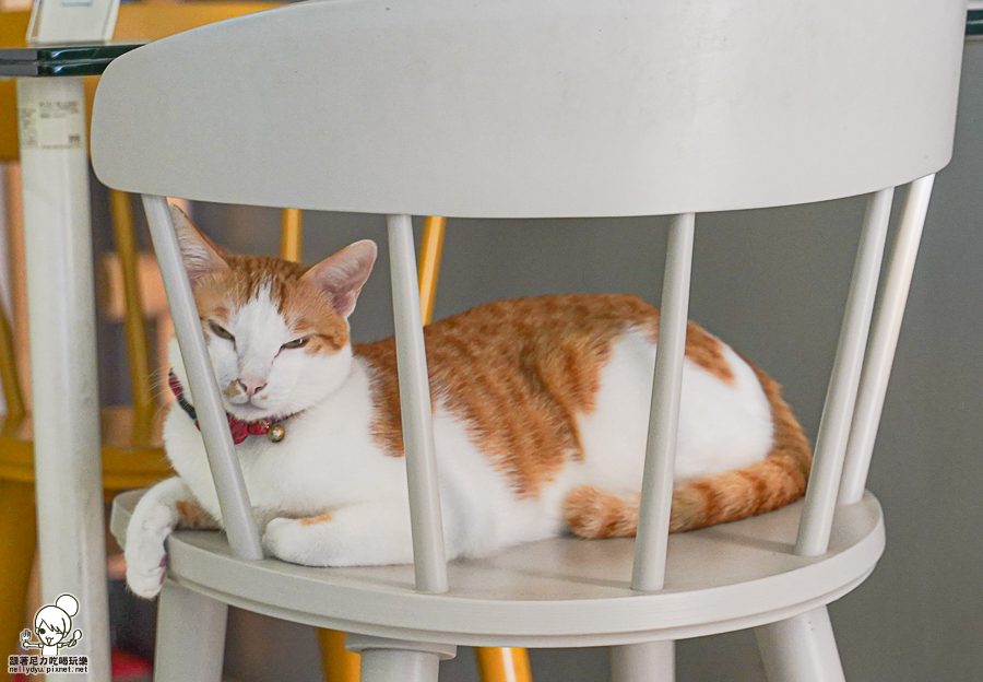 寵物友善 貓咪餐廳 港點 港式 香港人 好吃 高雄美食 港點必吃 甜點 港式蛋塔