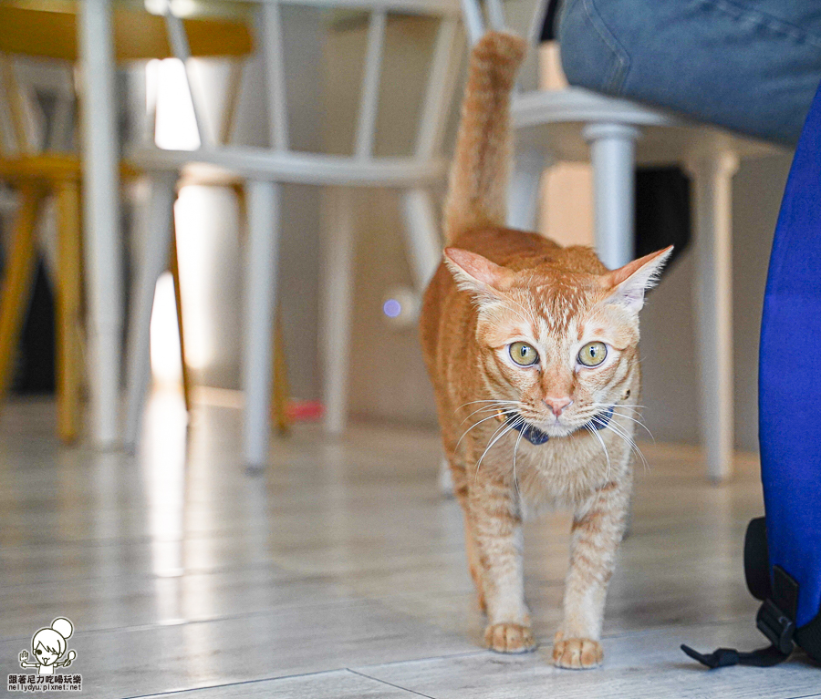 寵物友善 貓咪餐廳 港點 港式 香港人 好吃 高雄美食 港點必吃 甜點 港式蛋塔