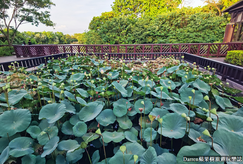 桃園八德埤塘自然生態公園|桃園親子景點野餐看小動物附近景點美食交通