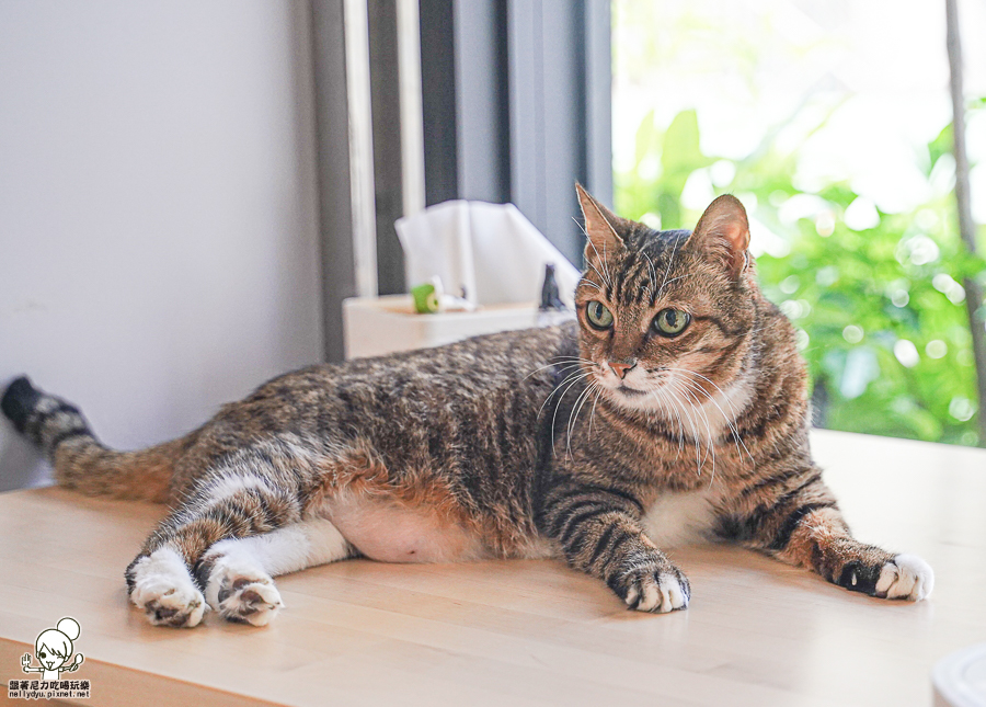 寵物友善 貓咪餐廳 港點 港式 香港人 好吃 高雄美食 港點必吃 甜點 港式蛋塔