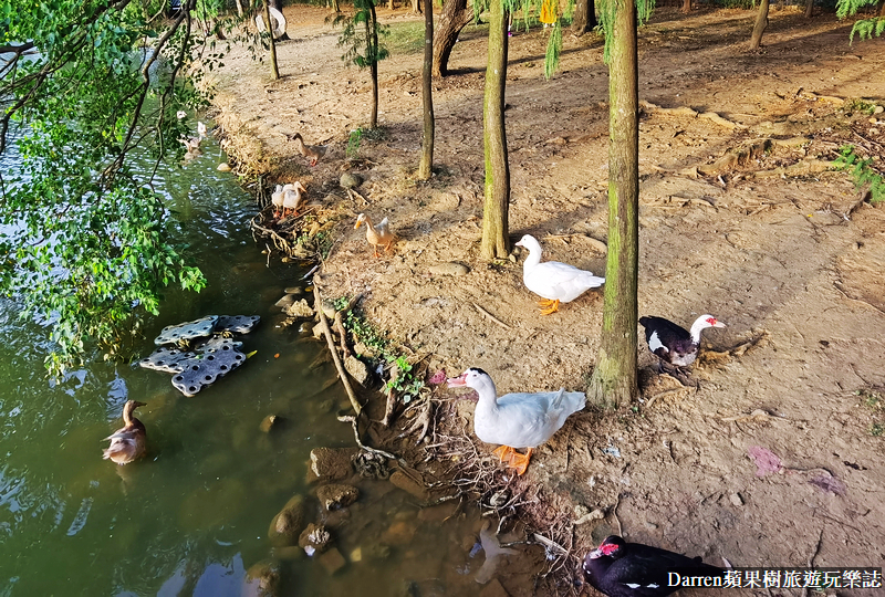 桃園八德埤塘自然生態公園|桃園親子景點野餐看小動物附近景點美食交通