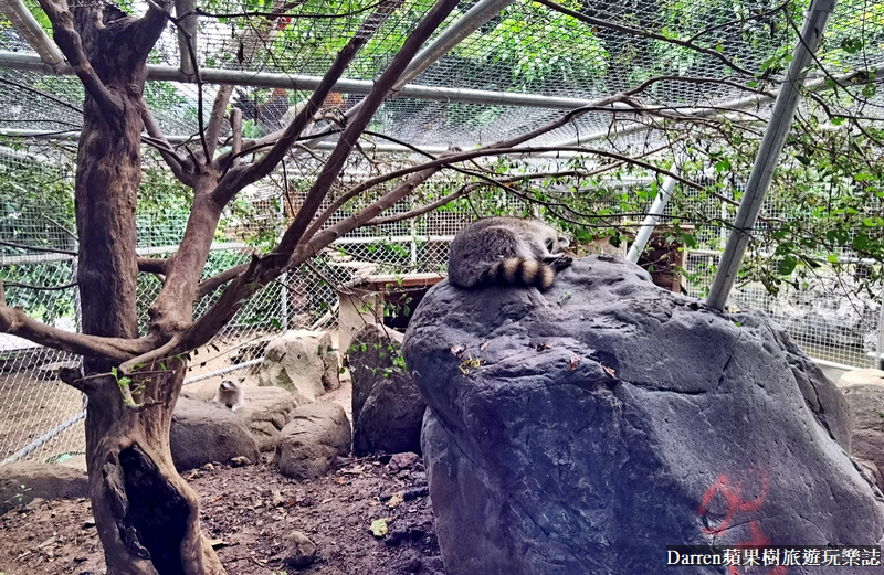 桃園景點|蘇家莊園/免門票好停車日式庭園造景萬坪動物莊園(菜單)