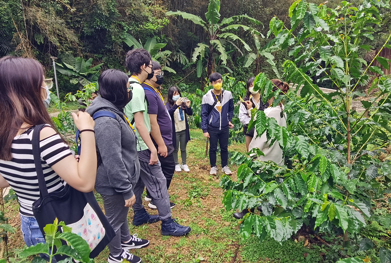 桃園北橫探險節|鑫園馬告咖啡烘豆體驗/高遶溪古圳步道一日遊行程