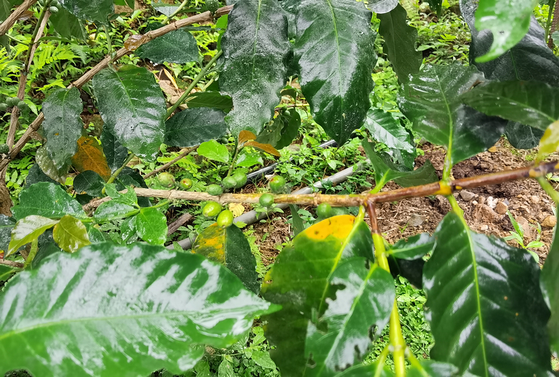 桃園北橫探險節|鑫園馬告咖啡烘豆體驗/高遶溪古圳步道一日遊行程