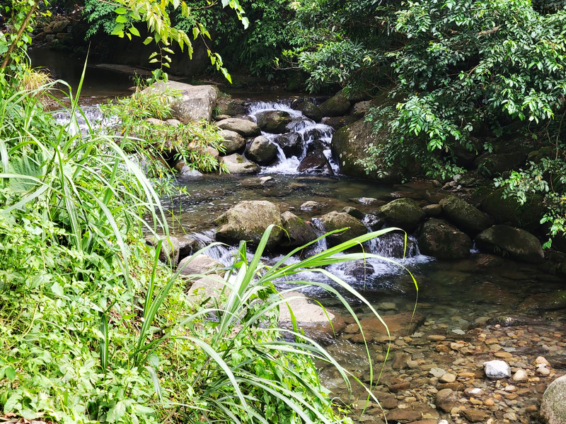 桃園北橫探險節|鑫園馬告咖啡烘豆體驗/高遶溪古圳步道一日遊行程