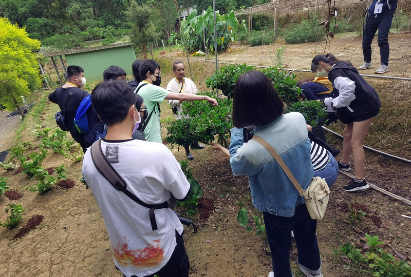桃園北橫探險節|鑫園馬告咖啡烘豆體驗/高遶溪古圳步道一日遊行程