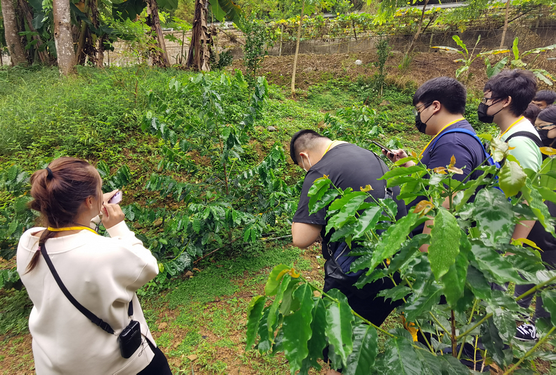 桃園北橫探險節|鑫園馬告咖啡烘豆體驗/高遶溪古圳步道一日遊行程
