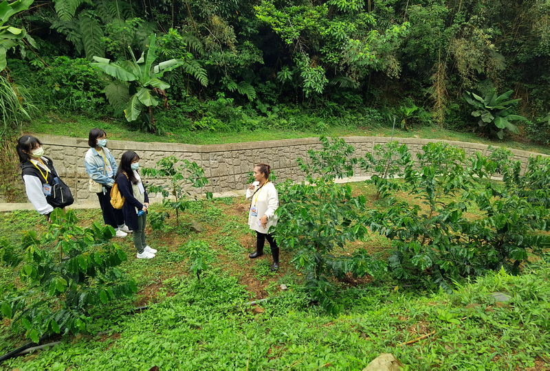 桃園北橫探險節|鑫園馬告咖啡烘豆體驗/高遶溪古圳步道一日遊行程