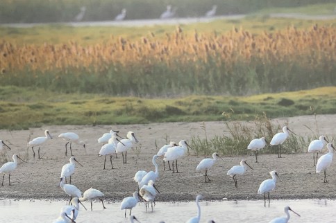 高雄賞鳥趣!走訪「茄萣濕地公園」黑面琵鷺候鳥南臺灣大據點,順遊興達港觀光魚市 高雄賞鳥趣!走訪「茄萣濕地公園」黑面琵鷺候鳥南臺灣大據點,順遊興達港觀光魚市