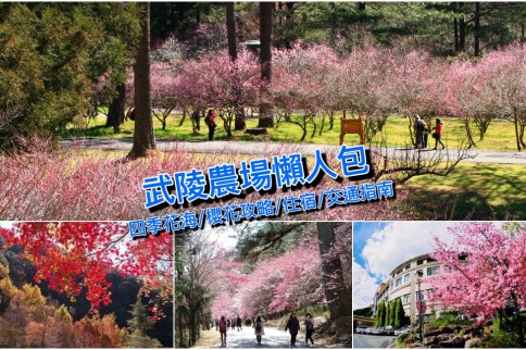 【武陵農場懶人包】2023武陵農場櫻花季攻略、賞花路線、住宿比較＆交通指南